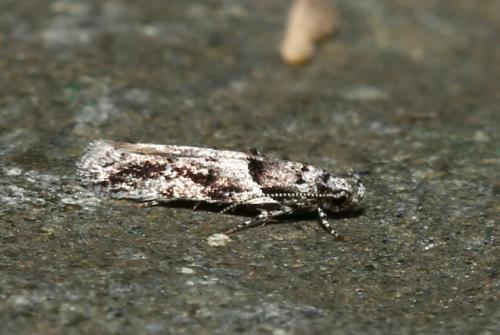Réf. 187 907 : Recurvaria nanella